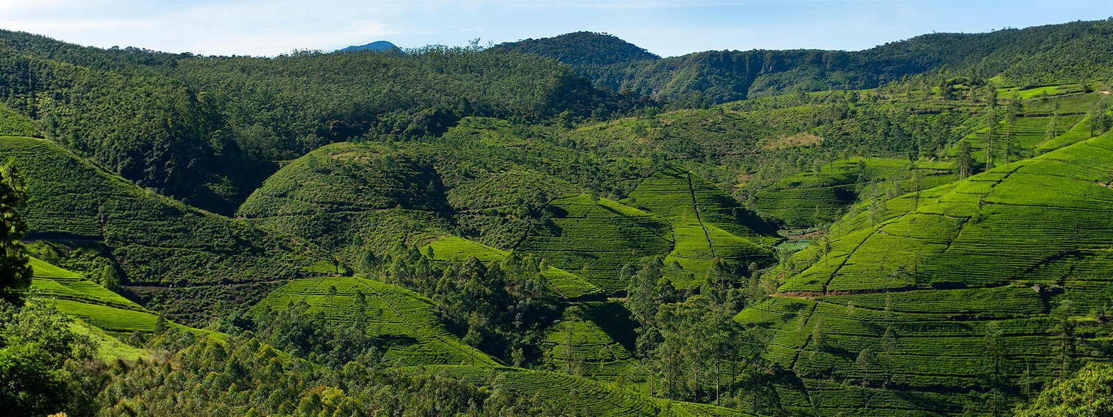 Sri Lanka: Beaches, Wildlife & Green Landscapes