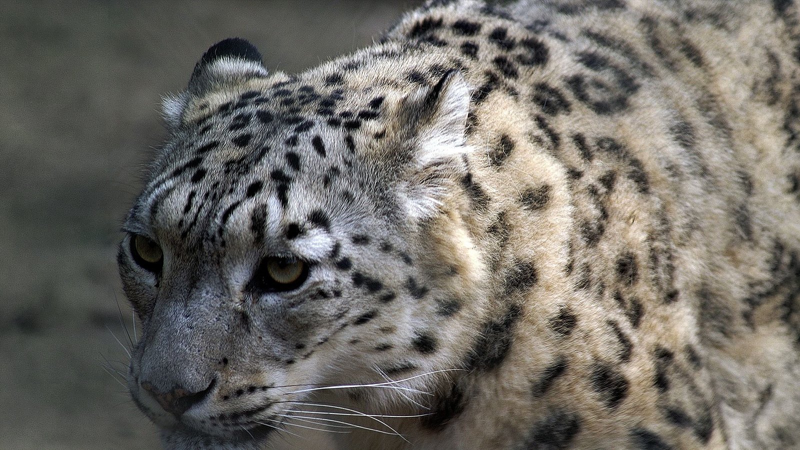 snow-leopard-trails-4 Snow Leopard Trails, Ladakh