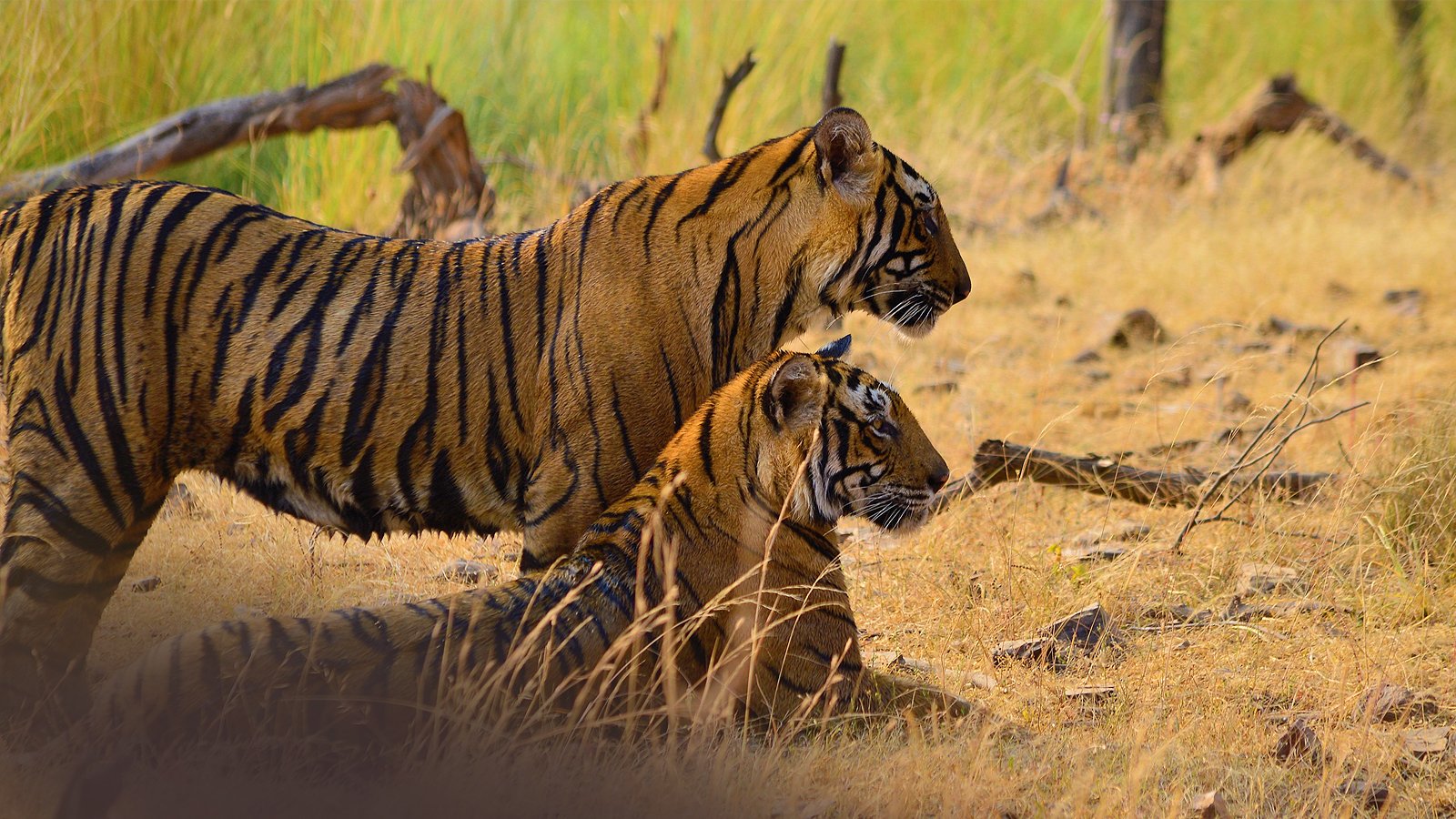 wild-life-in-india-9 Into the Wild: Discover India’s Tigers, Jungles & Untamed Beauty.